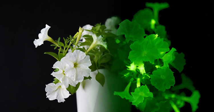 Piante Bioluminescenti